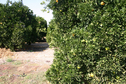 #4: Western view of the orange grove