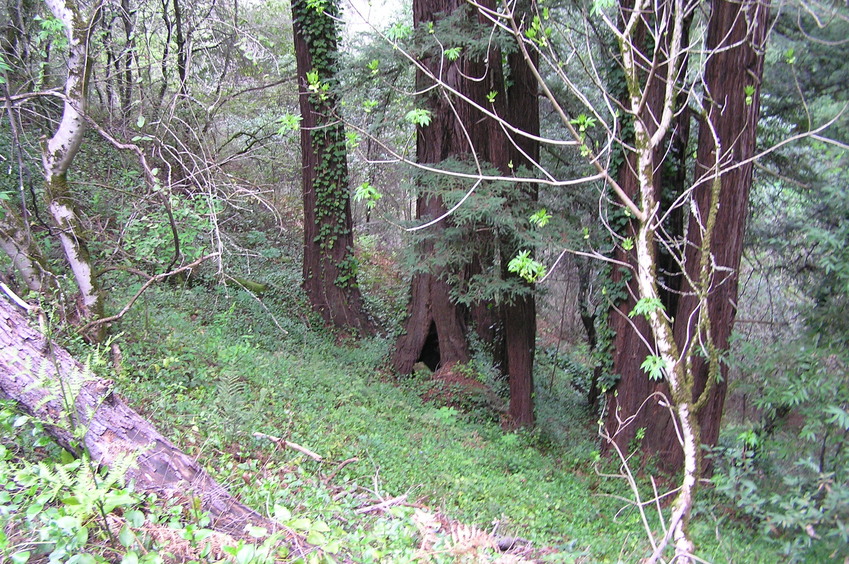 The confluence lies 1 meter to the right of the right-most redwood tree in this photograph.