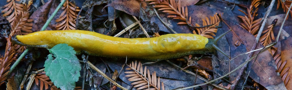 A California Banana Slug (Ariolimax californicus), seen near the point