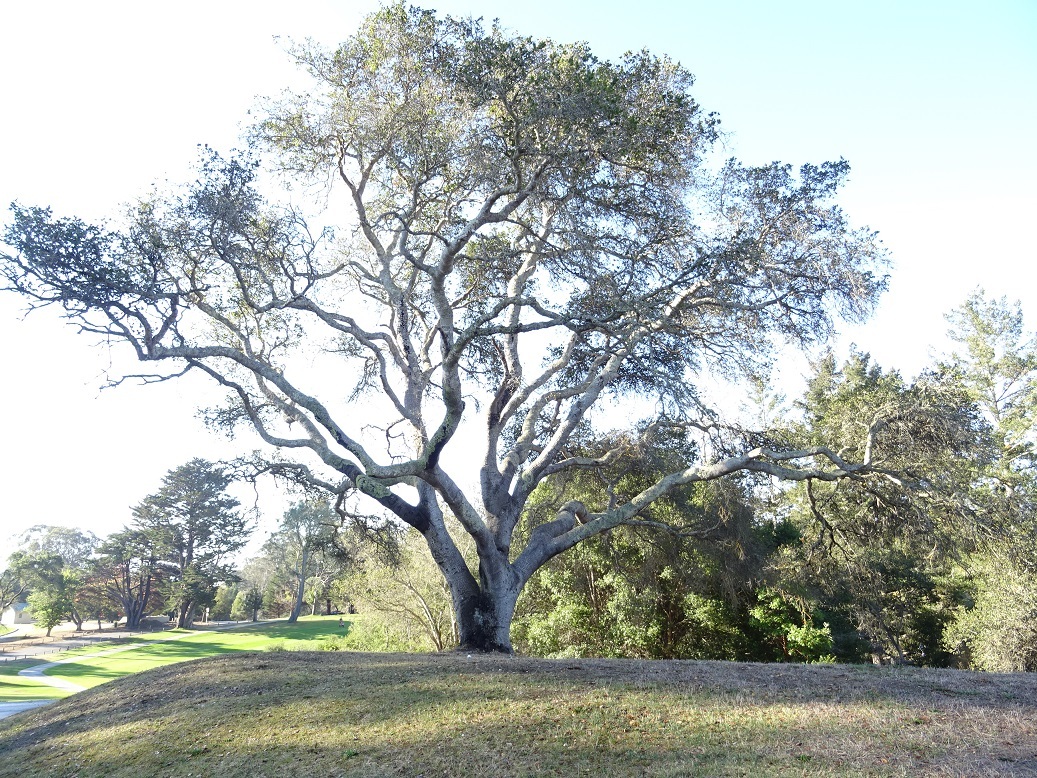 Sycamore Tree on the De Laveaga Golf Course