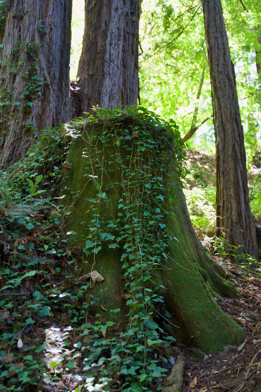 The confluence point lies on top of this large redwood stump