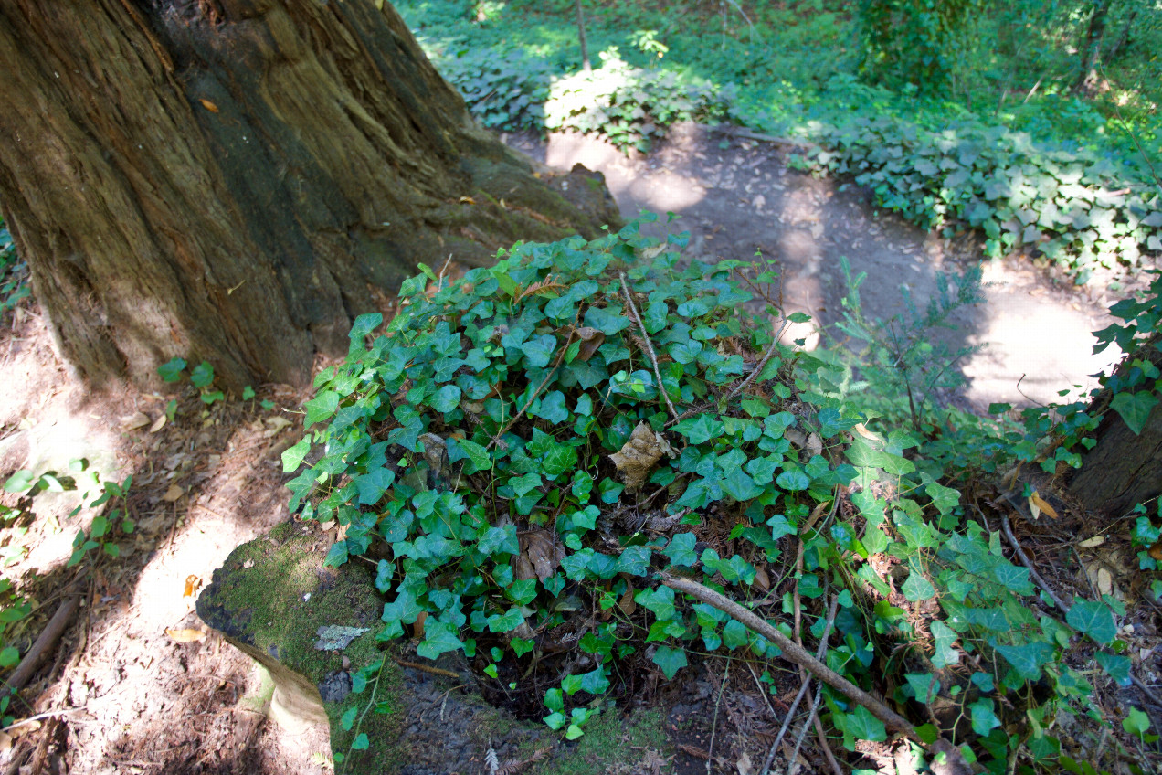 Ground cover (ivy, on top of a redwood stump) at the confluence point