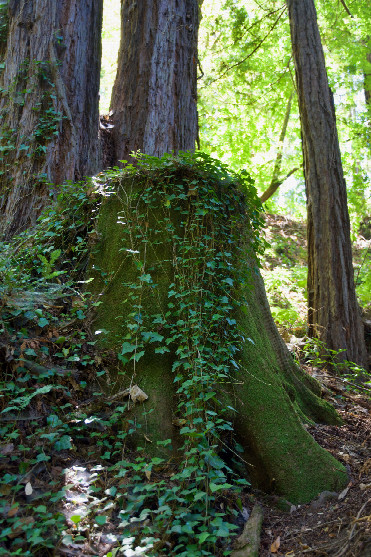 #1: The confluence point lies on top of this large redwood stump