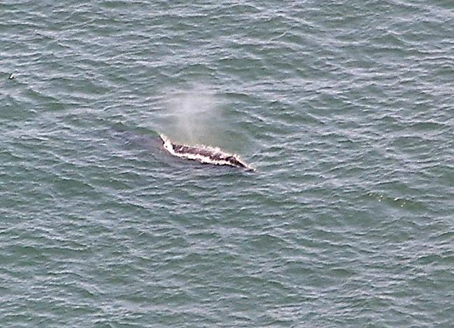 A migrating Grey whale very close to the cliffs
