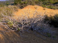 #7: Scrubby chaparral, near the confluence point