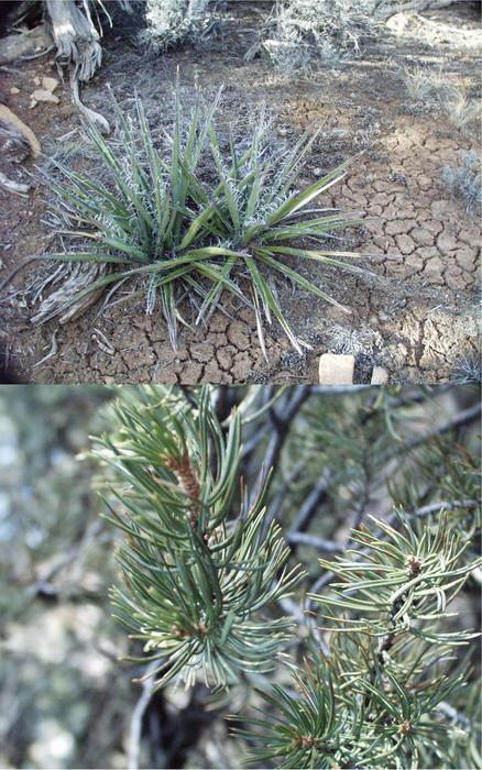 a yucca plant and the two-needle configuration of pinion pines