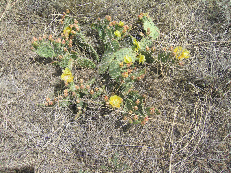 Ground cover - a flowering prickly pear cactus.