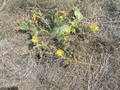 #7: Ground cover - a flowering prickly pear cactus.