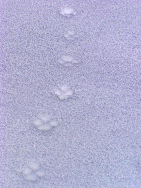 Some animal tracks seen en route to the confluence point