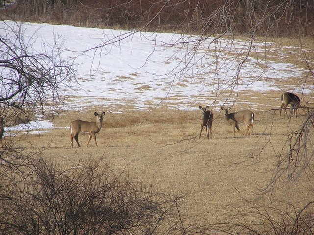 Herd of grazing deer nearby