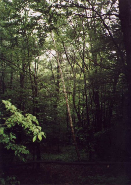 Gray light filters through the Connecticut forest.