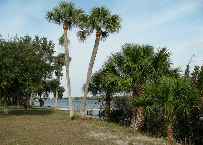 Beautiful Palm trees near the dock