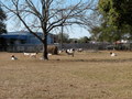 #7: Goats and industry near the confluence