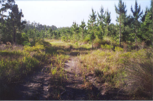 Fire trail to the site