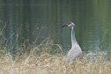 #7: One of a pair of sandhill cranes, seen beside a small pond, en route to the confluence point 