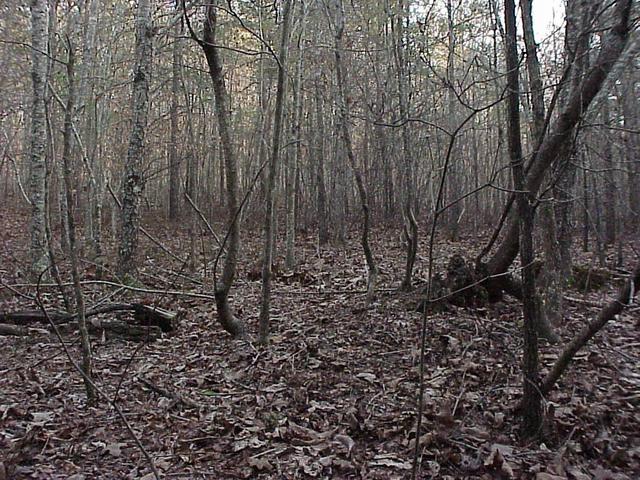 Confluence site in Georgia forest, looking south.