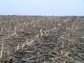 #8: Corn stalks dominate the landscape in this view to the east-northeast from the confluence.