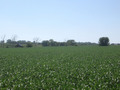 #4: Soybeans to the west.