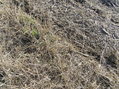 #4: Ground cover at the edge of a cornfield at the confluence site.