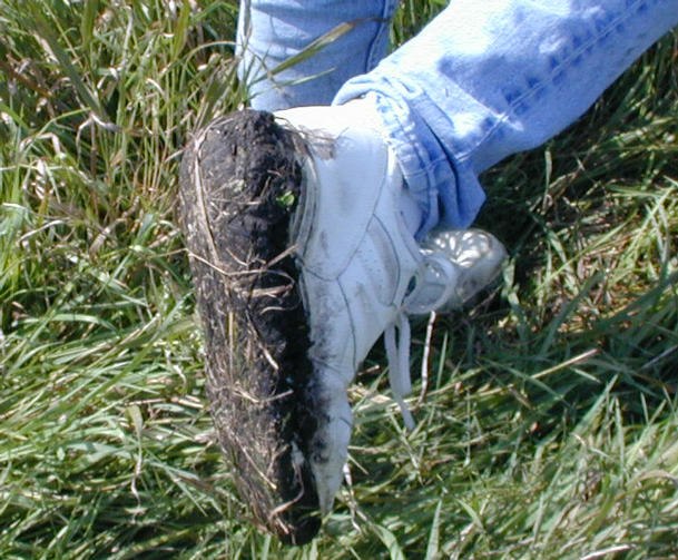 The moist, black Iowa soil clung stubbornly to shoes.
