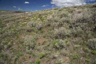 #1: The confluence point lies on a sagebrush-covered hillside