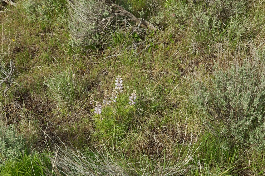 The confluence point lies on a grassy hillside, with sagebrush and lupine scattered nearby