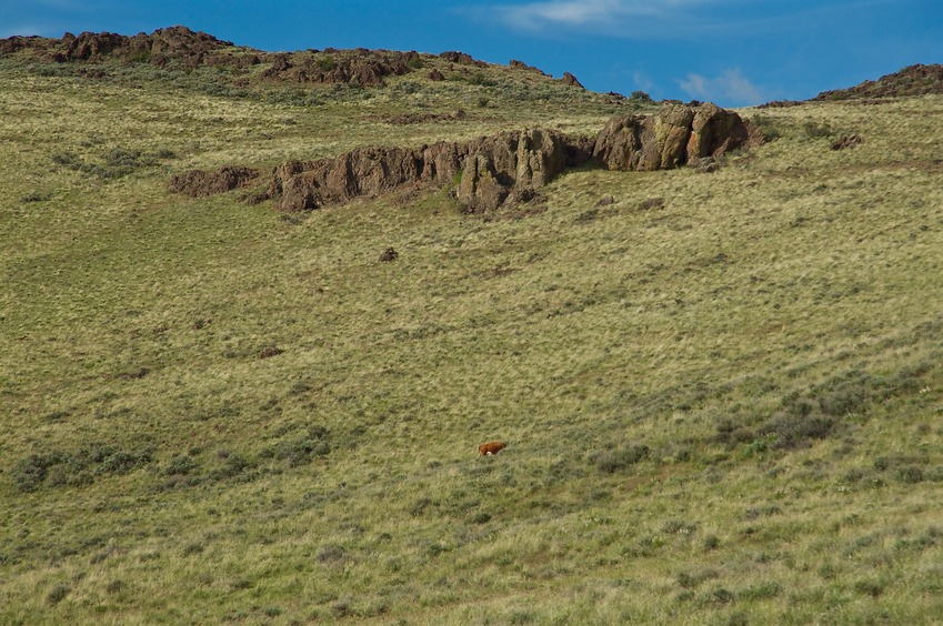 A lone 'Confluence Cow' grazes on the hillside just north of the point, below rocky cliffs