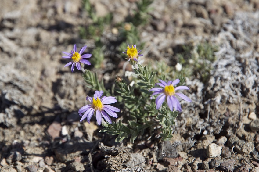 Wildflowers growing near the confluence point