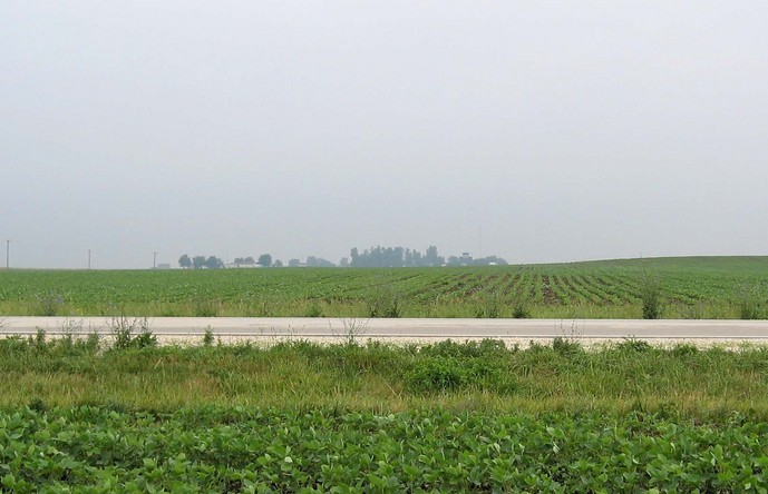 Soy beans on both sides of the road to the south.