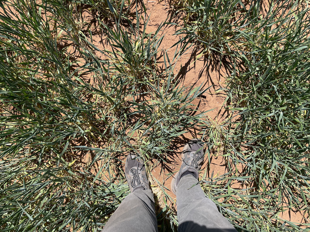 Ground cover – young wheat and red soil!