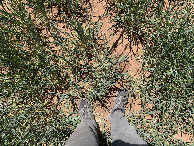 #6: Ground cover – young wheat and red soil!