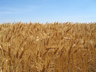 #1: Confluence is hidden within the wheat!