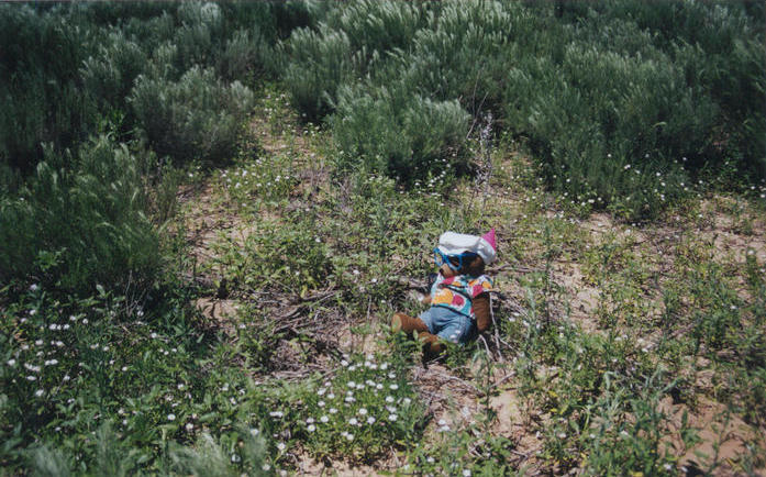 T. McGee at the point surrounded by heath asters.