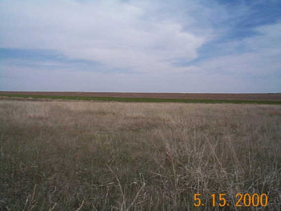 Looking East across pasture and wheat