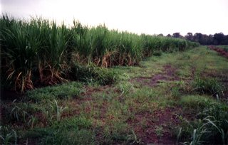 #1: The edge of a sugar cane field.