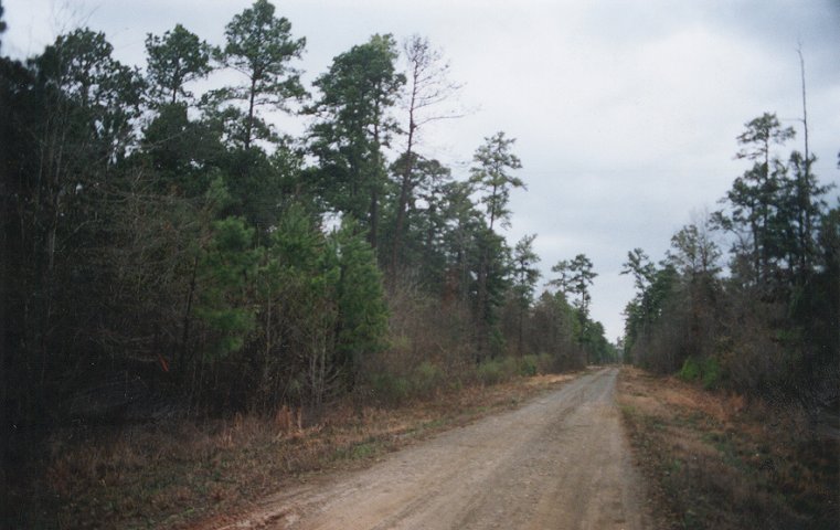 Looking north up road from southeast of point marked by orange flag in bushes to left.