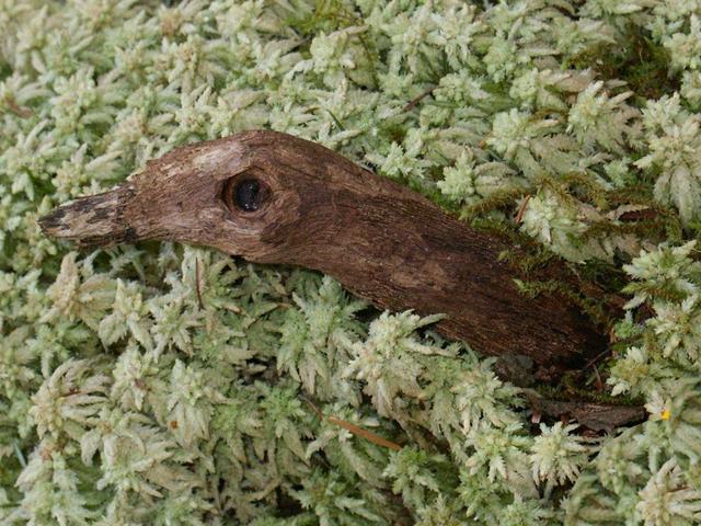 A stick laying on some moss that resembled a duck to me