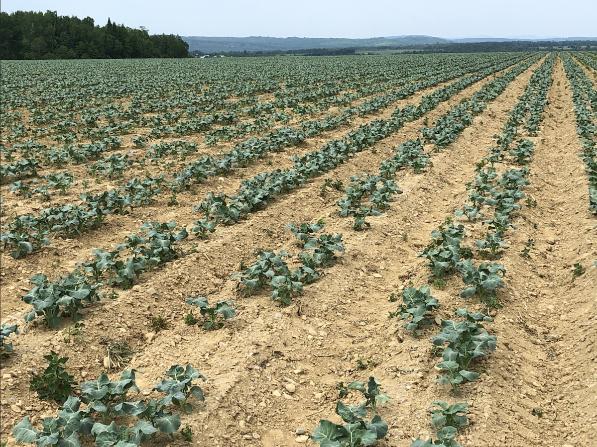 Looking southwest over a young Aroostook County potato crop towards Highway US-1.