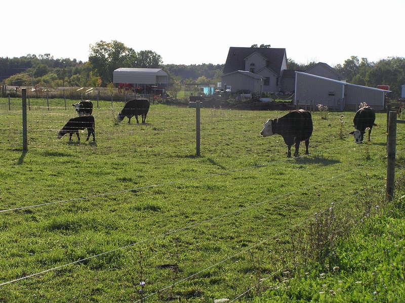 Local animals in a view to the southwest from the confluence.