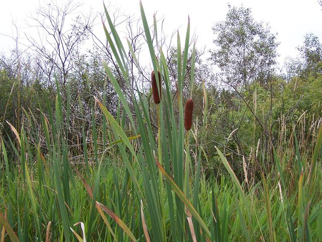 Bulrushes to the South.