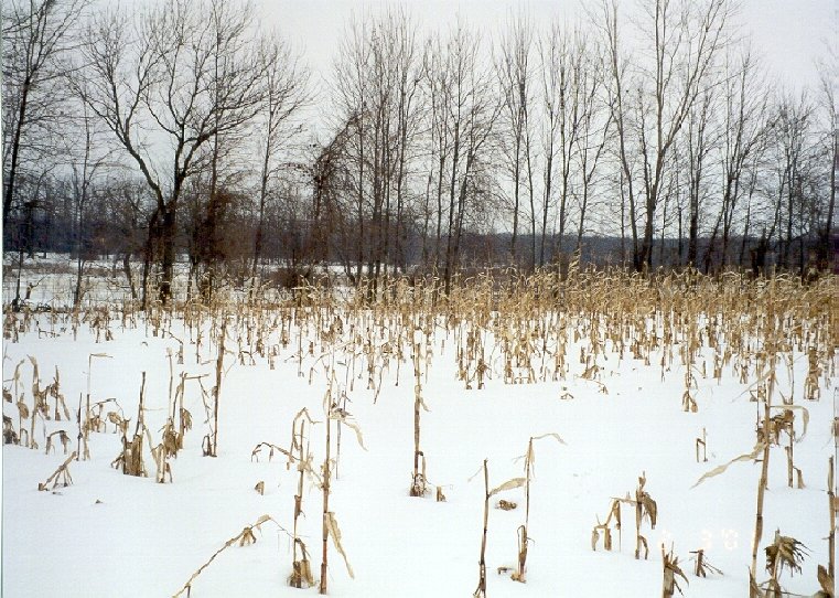 View North - Bass River is beyond the corn stalks