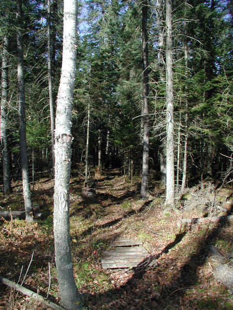Another picture of the trail, further into the forest towards the deer stand.