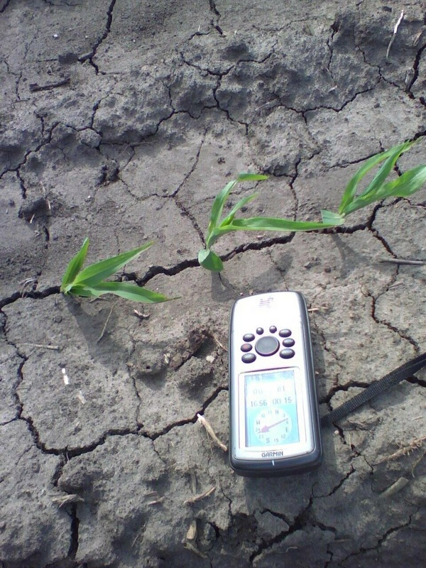 Corn plants with GPS for scale
