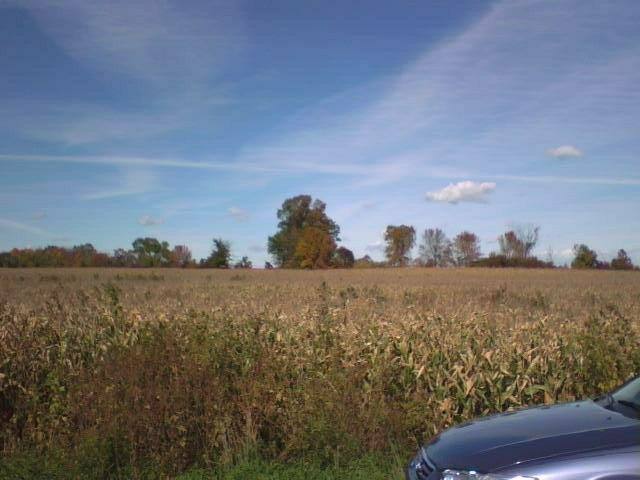 Looking north at a corn field