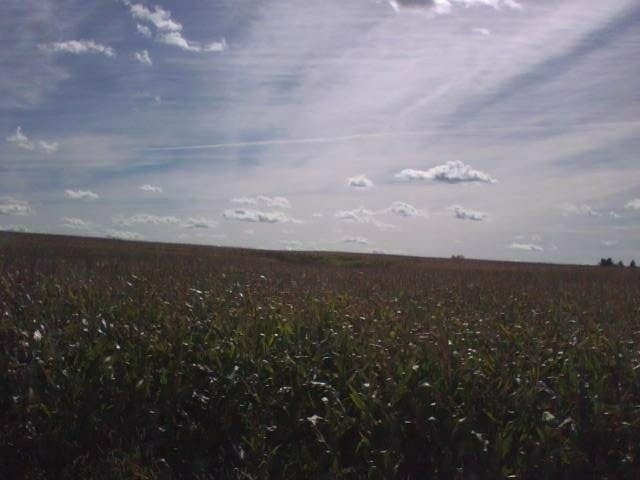 Looking south at another corn field