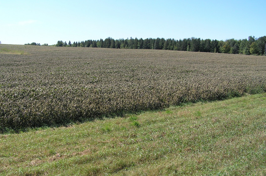 Site of 45 North 94 West, about 8 meters into the soybean field in the mid-distance of this photograph.
