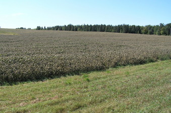 #1: Site of 45 North 94 West, about 8 meters into the soybean field in the mid-distance of this photograph.