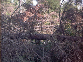 #1: Downed trees north of confluence