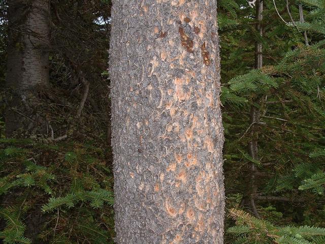 View to the East showing detail of Lodgepole Pine bark.