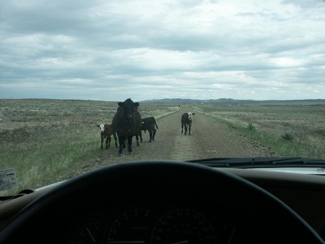 Dodging cows along the way...